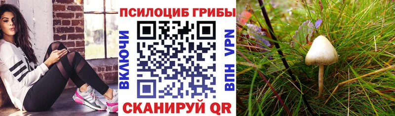 Галлюциногенные грибы мухоморы  дарнет шоп  Павловский Посад 